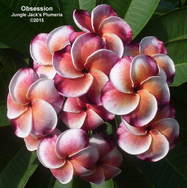 Obsession JJ (grafted with roots) Plumeria Questions & Answers