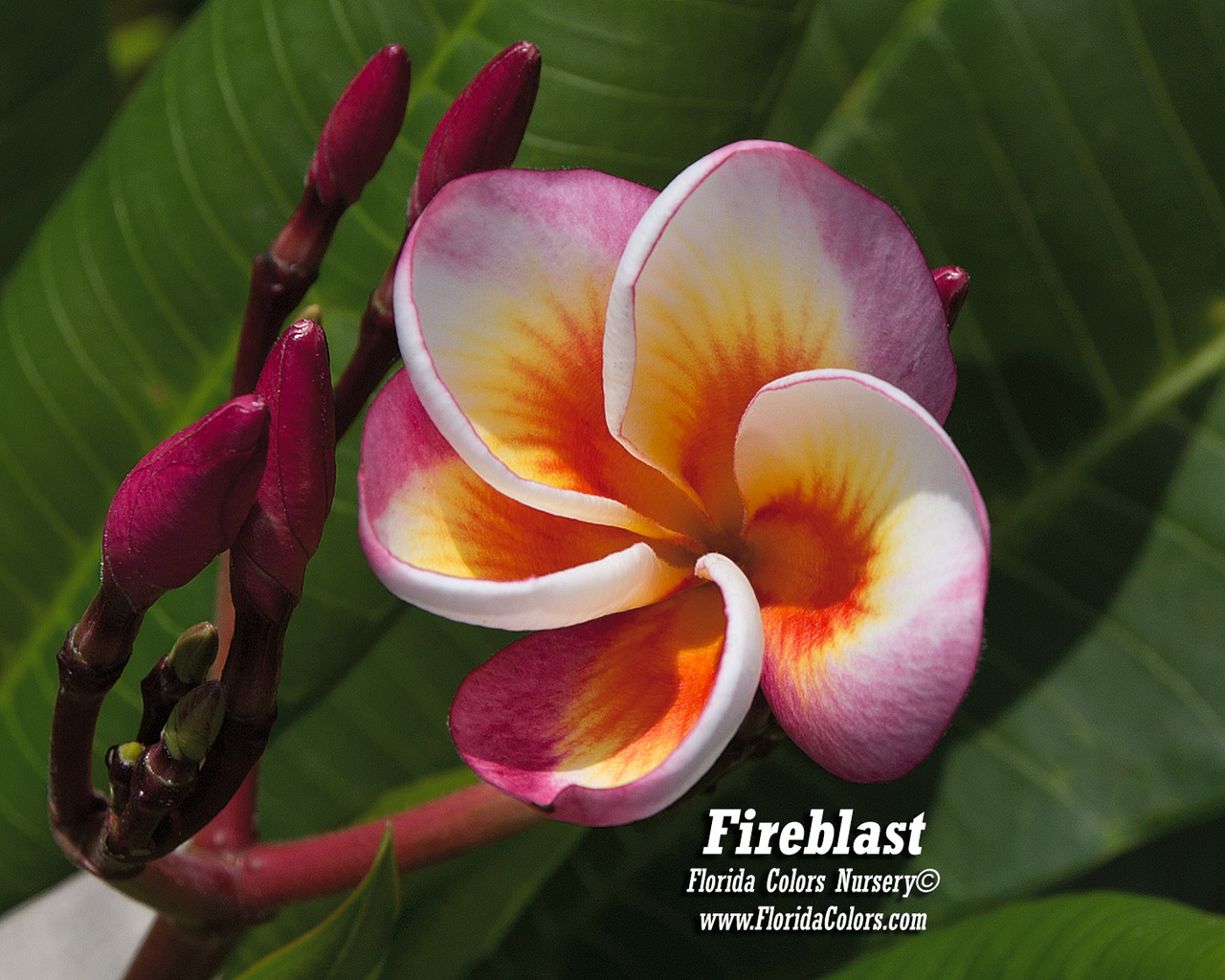 Fireblast (grafted with roots) Plumeria Questions & Answers