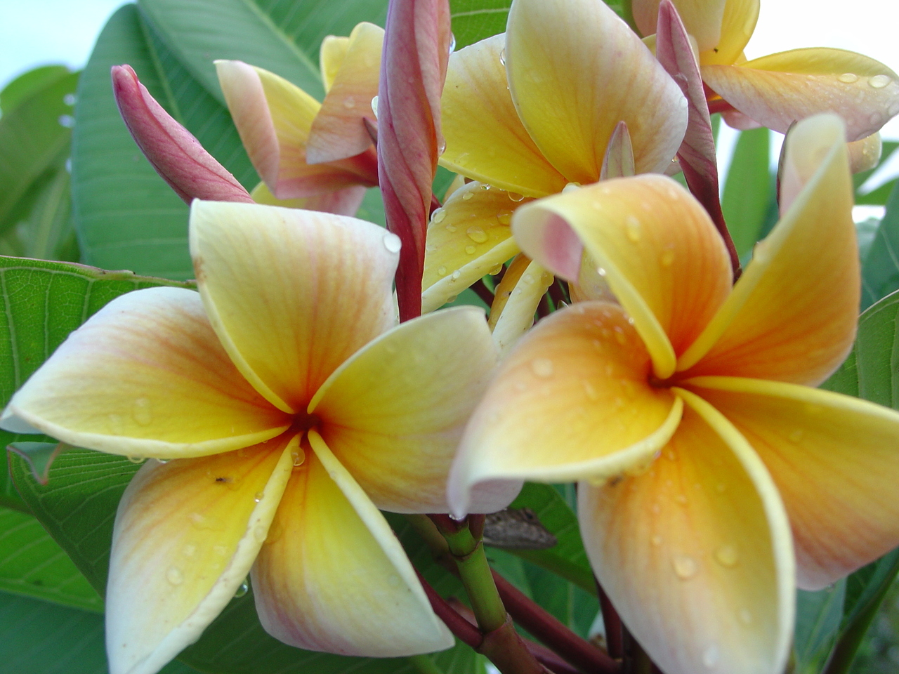 Aztec Peach (rooted) Plumeria Questions & Answers
