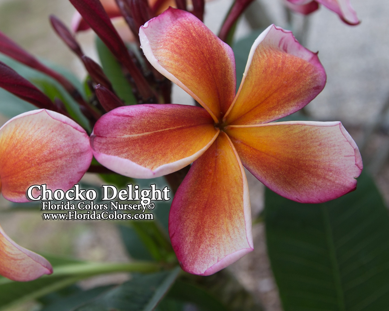 Chocko Delight (grafted with roots)  Plumeria Questions & Answers