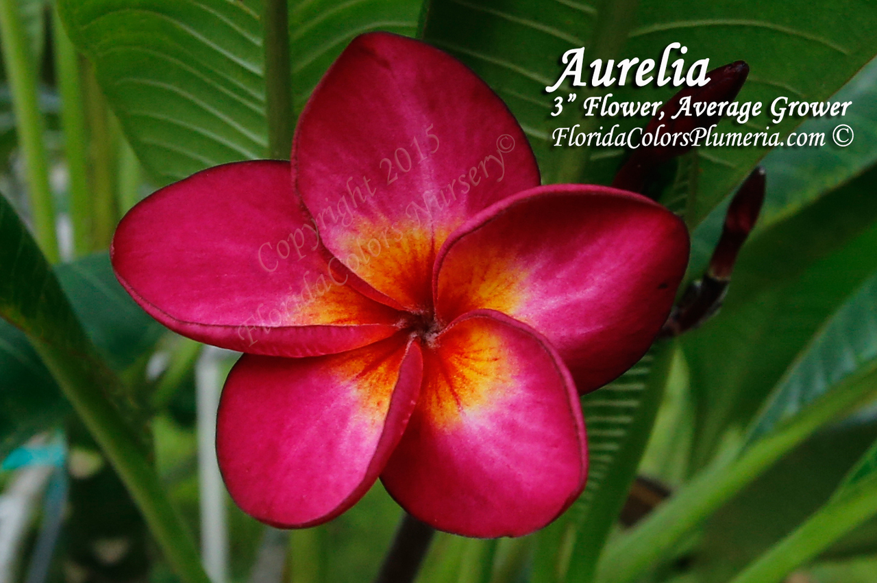Aurelia FCN (grafted with roots) Plumeria Questions & Answers