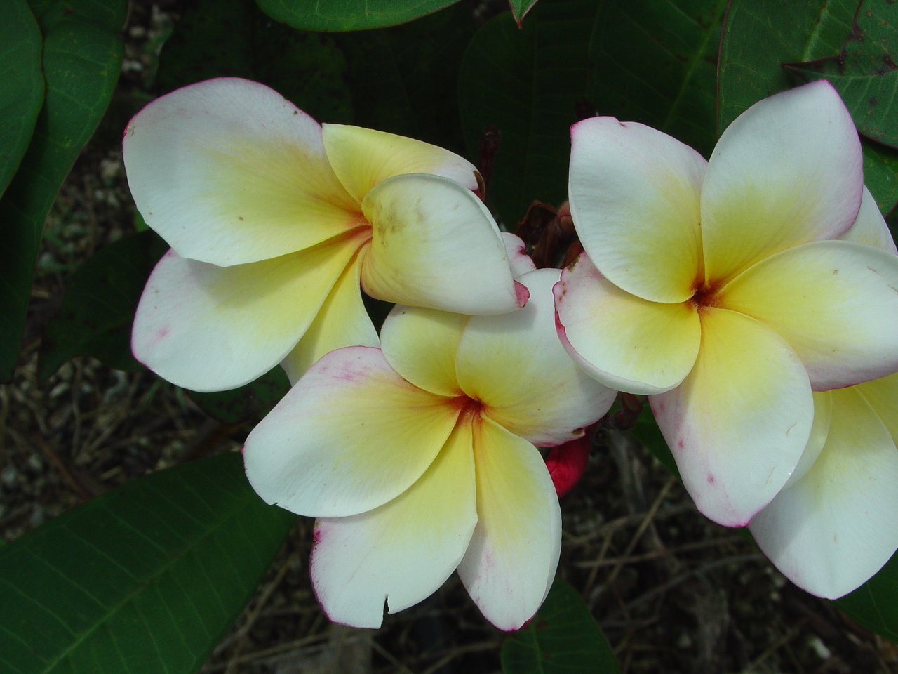 Paul Newman FCN (grafted with roots)  Plumeria Questions & Answers