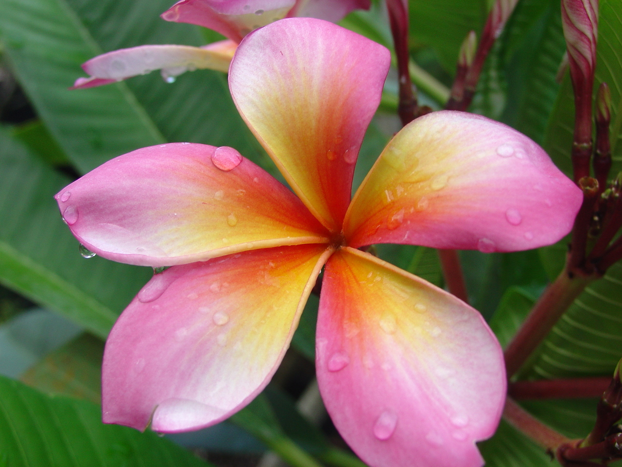 Wishy Washy (rooted) aka Cooktown Queen Plumeria Questions & Answers