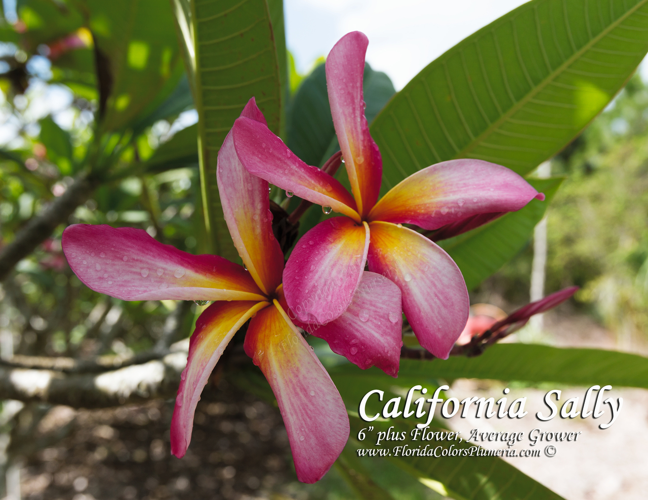 California Sally (rooted) Plumeria Questions & Answers