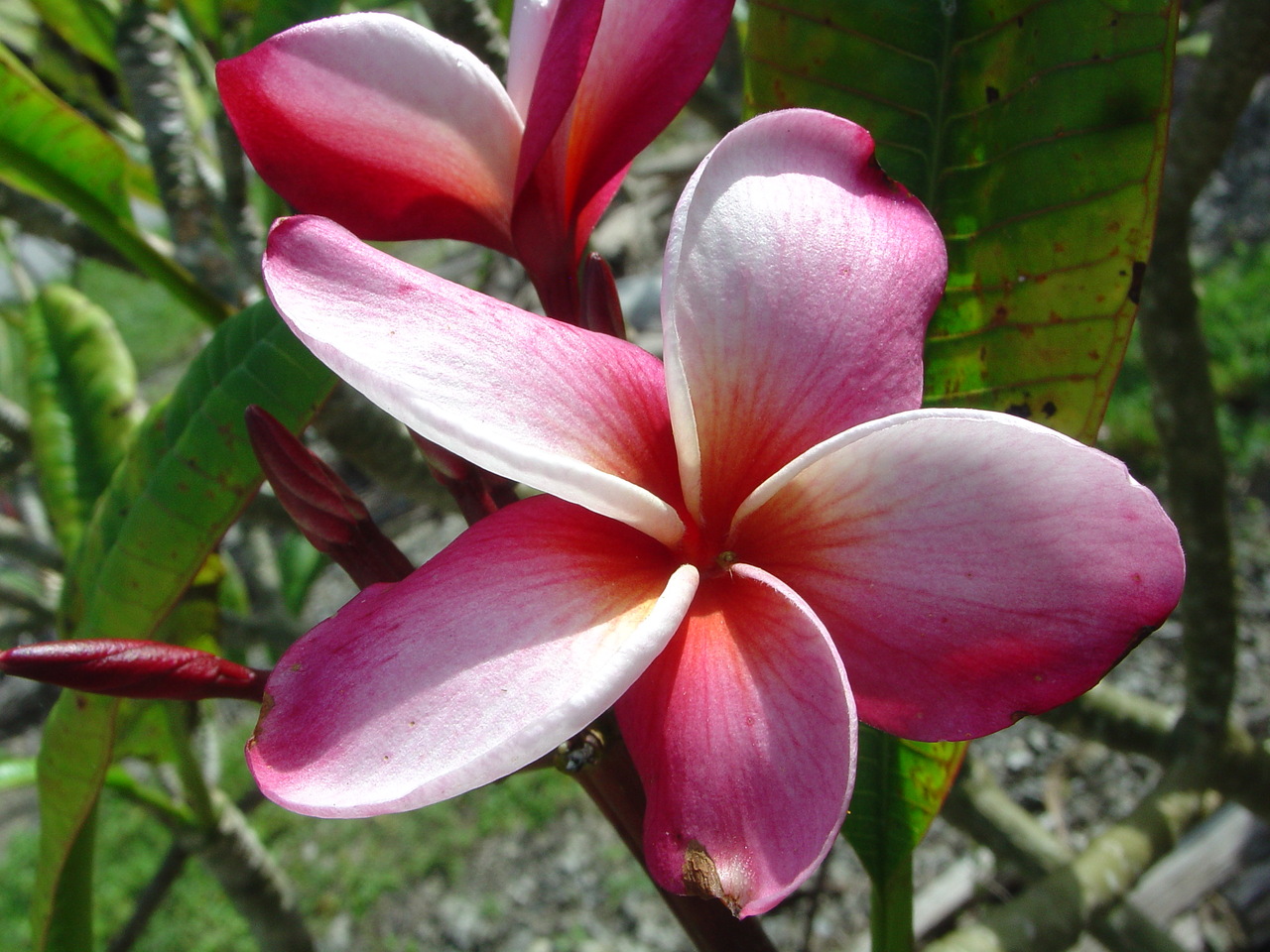 Mary Moragne (rooted) Plumeria Questions & Answers