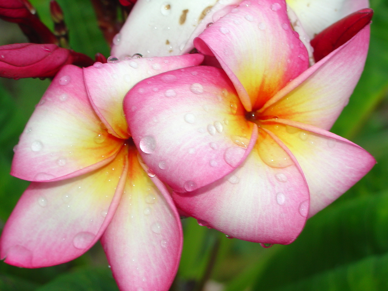 Nancy Ames FCN (rooted) Plumeria Questions & Answers
